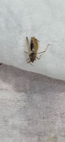 Caddisfly (Larva or pre-pupal stage, possibly emerging or dried)