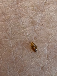 Carpet Beetle (likely Varied Carpet Beetle or Black Carpet Beetle larva)