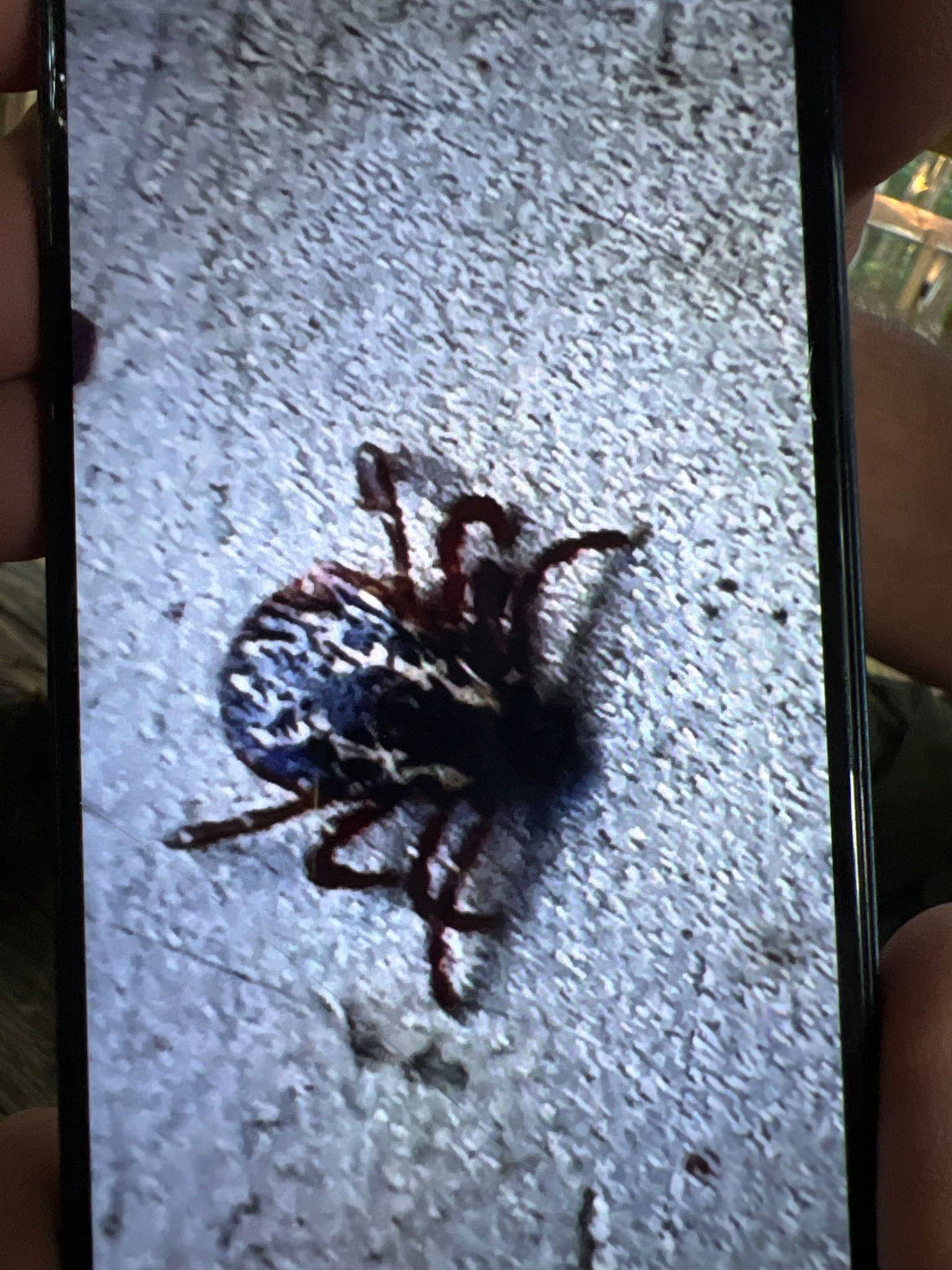 American Dog Tick