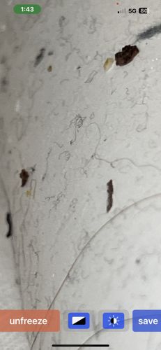 Carpet Beetle Larvae (likely varied or black carpet beetle)