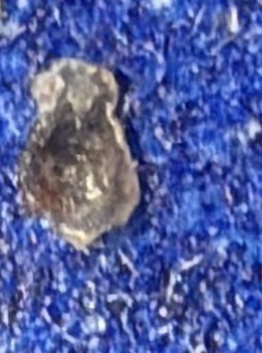 Brown Marmorated Stink Bug