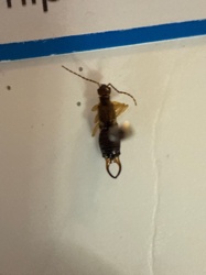 Earwig