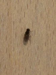 Fungus Gnat