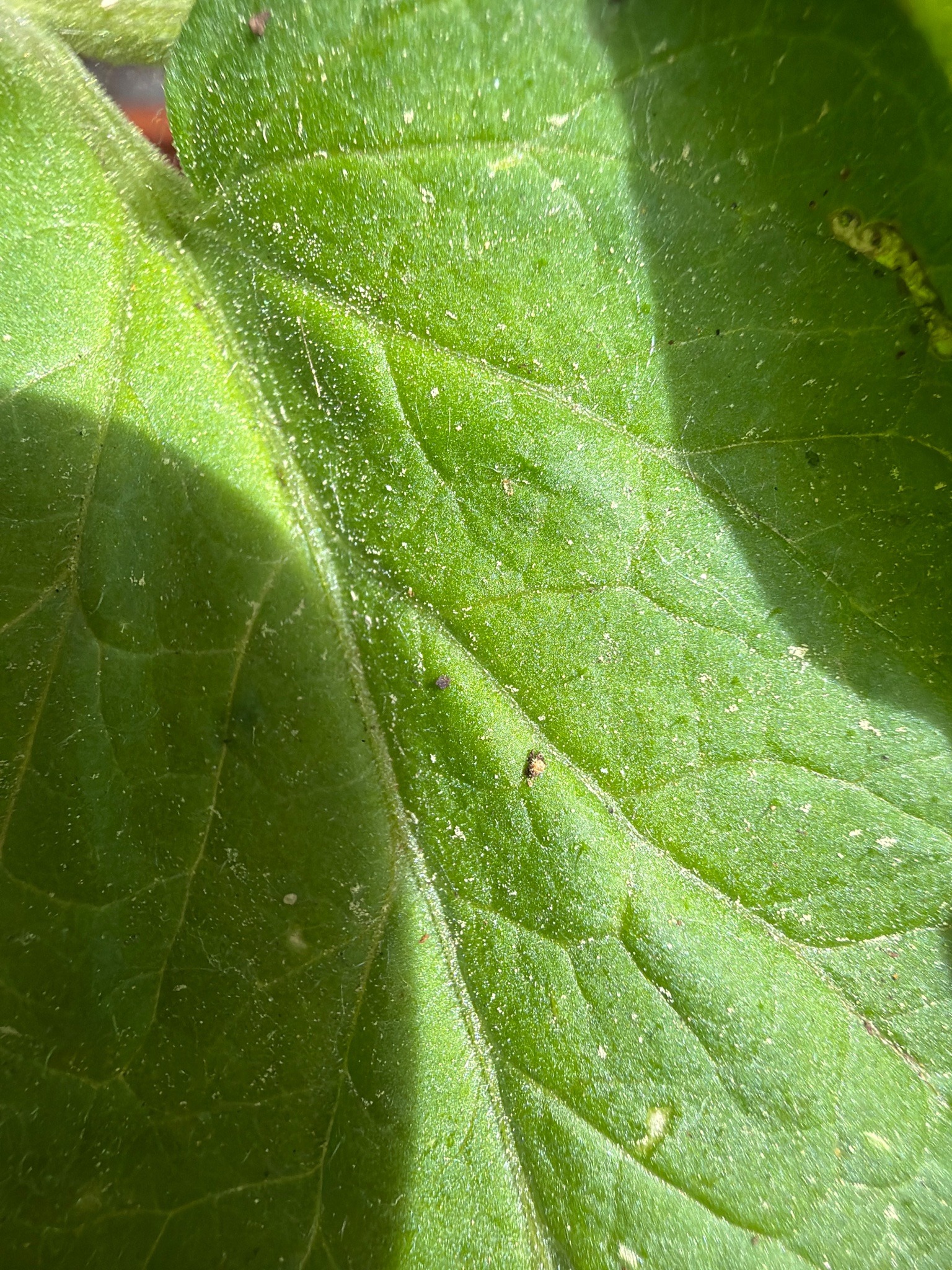 Tetranychid Mite (Likely Two-spotted Spider Mite)
