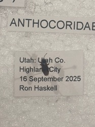 Minute Pirate Bug or Flower Bug