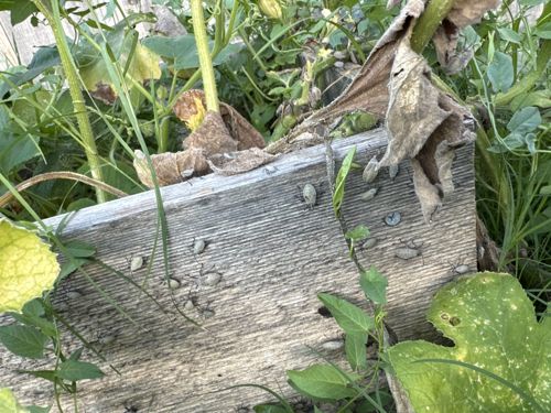 Woodlice, Sowbugs, or Pillbugs