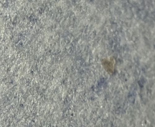 Grain Beetle (likely Sawtoothed or Merchant)
