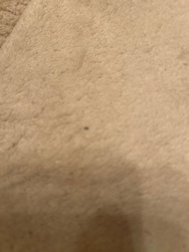 Common Flea