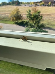 Assassin Bug (likely a type of wheel bug or ambush bug based on shape)