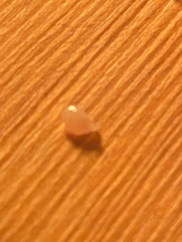 Bed Bug (Nymph)