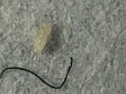 Varied Carpet Beetle Larva