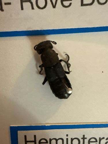 Rove Beetle