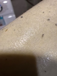 No insect identified