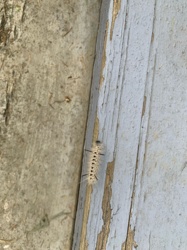 Yellow Woolly Bear Caterpillar