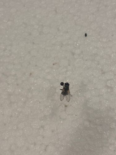 House fly