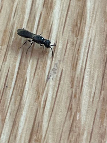 Four-toothed Mason Wasp