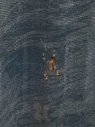 Garden Orb Weaver Spider