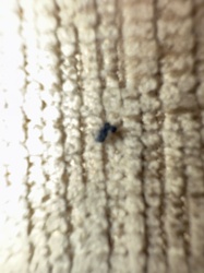 Too blurry to identify