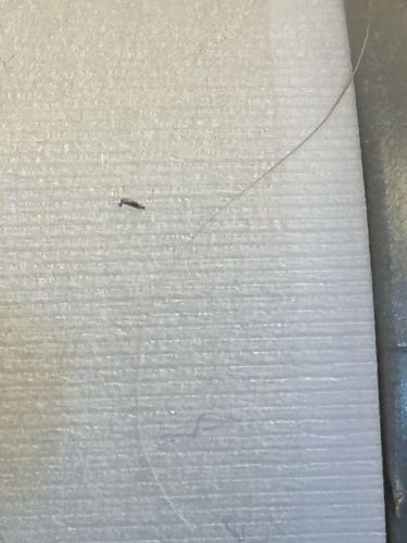 Fungus Gnat (likely)