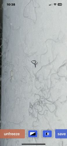 Not Applicable (Not an insect)