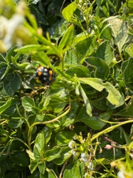 Asian Lady Beetle