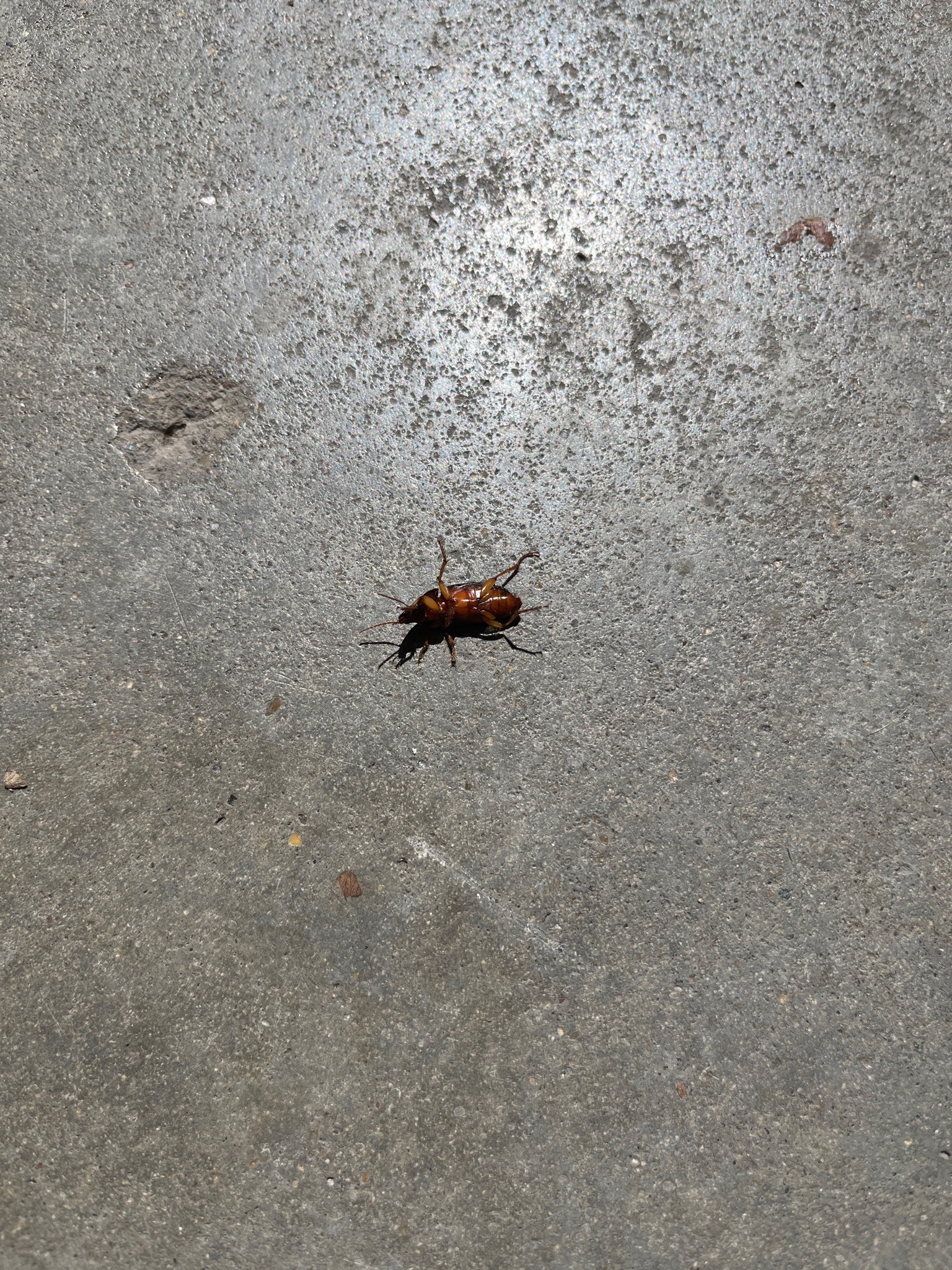 Ground Beetle