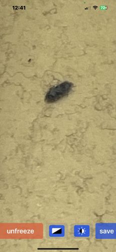 Carpet Beetle