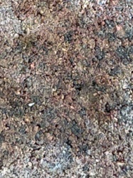 Antlion larva (Doodlebug)