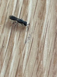 Four-toothed Mason Wasp