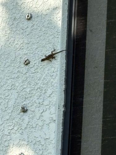 Brown Anole