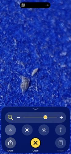 Pantry Moth Larva