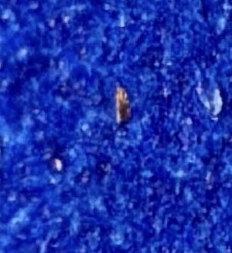 Cat Flea