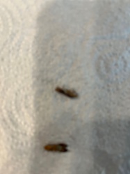 Webbing Clothes Moth