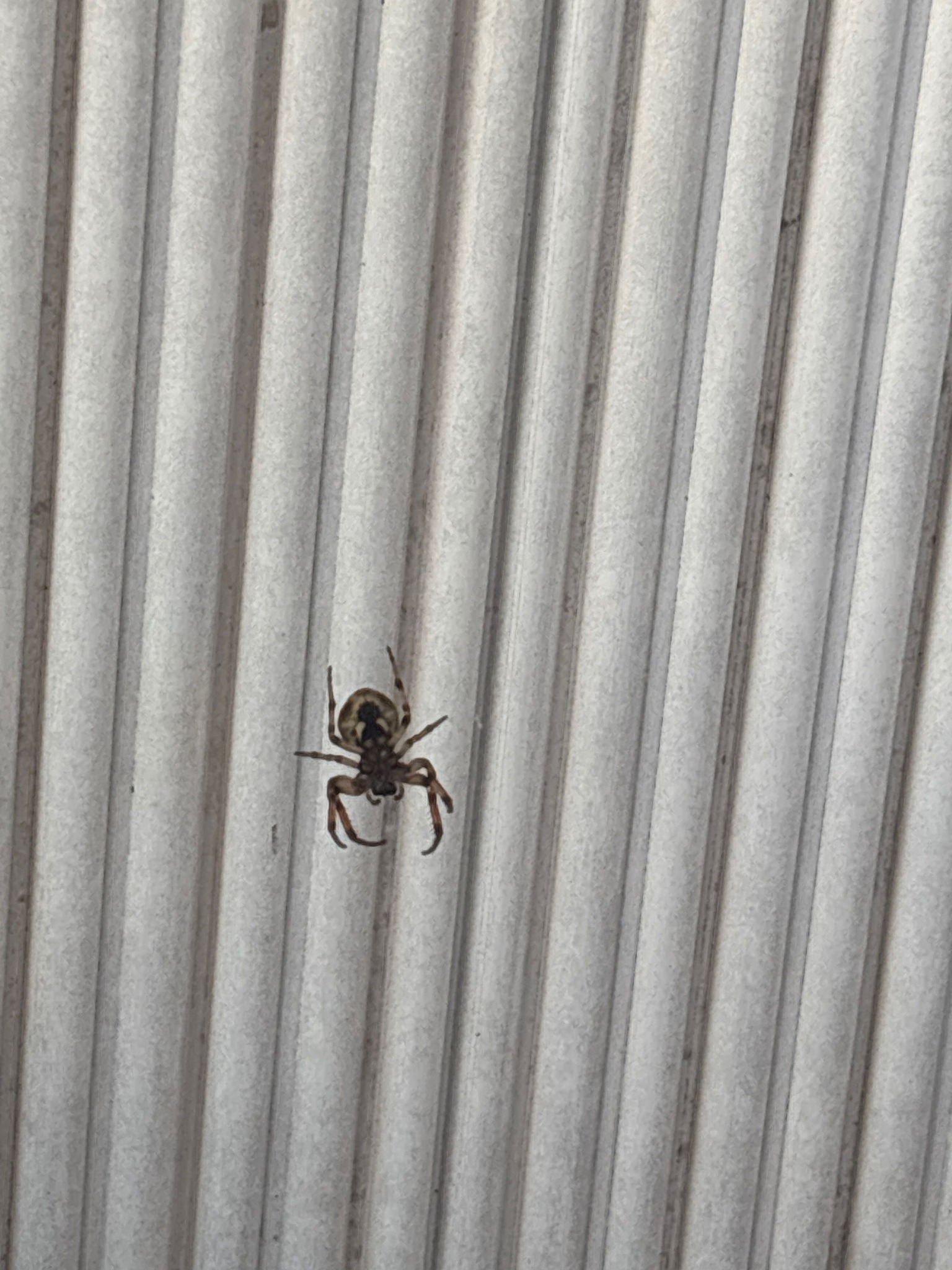 Larinioides sclopetarius (Gray Cross Spider)