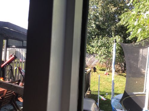 No insect or bug is visible in the provided image.