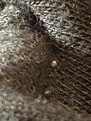 Carpet Beetle Larva (Anthrenus species likely)