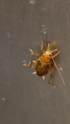 Cockroach (likely German or American Cockroach based on appearance and common indoor presence)