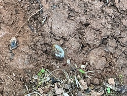 White Grub (Larva of Scarab Beetles)