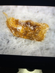 Carpet Beetle Larva (likely varied carpet beetle or black carpet beetle)