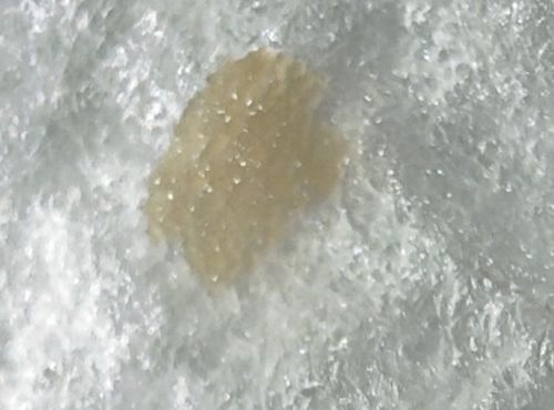 Moth eggs (potentially Fall Armyworm or similar)