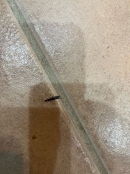 Earwig