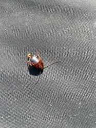 Cockroach