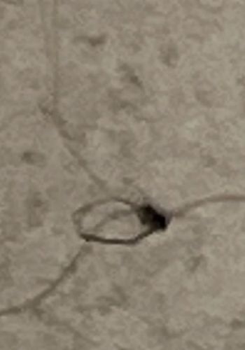 Case-bearing Clothes Moth (Larva)