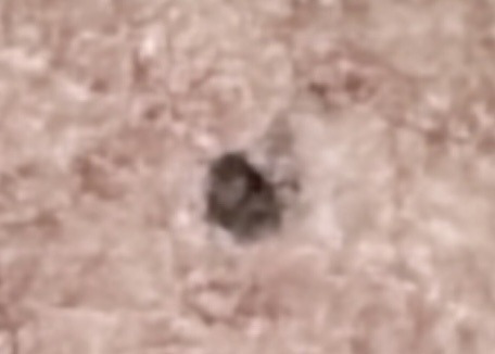 Fruit fly; Phorid fly (scuttle fly)