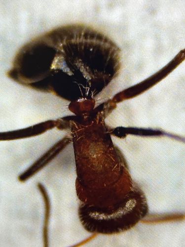 Velvet Ant (likely a female)