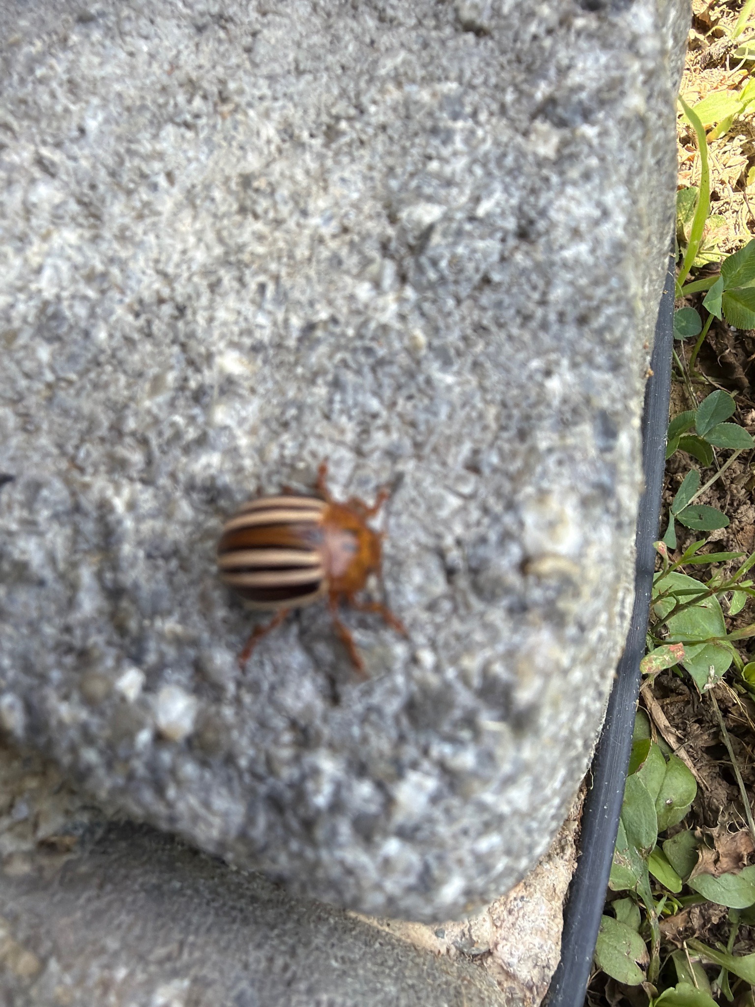 Colorado potato beetle