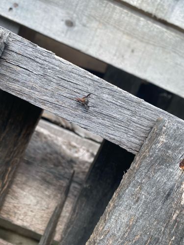 Globular Spider Beetle