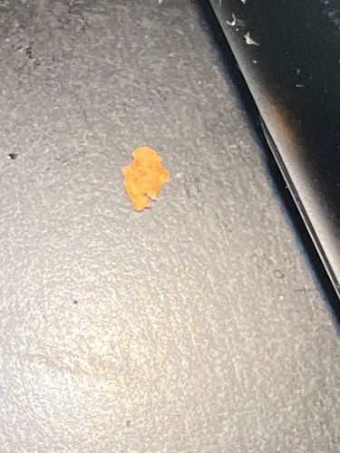 Non-insect matter (likely food debris)