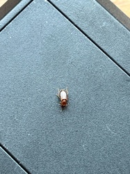 Confused Flour Beetle