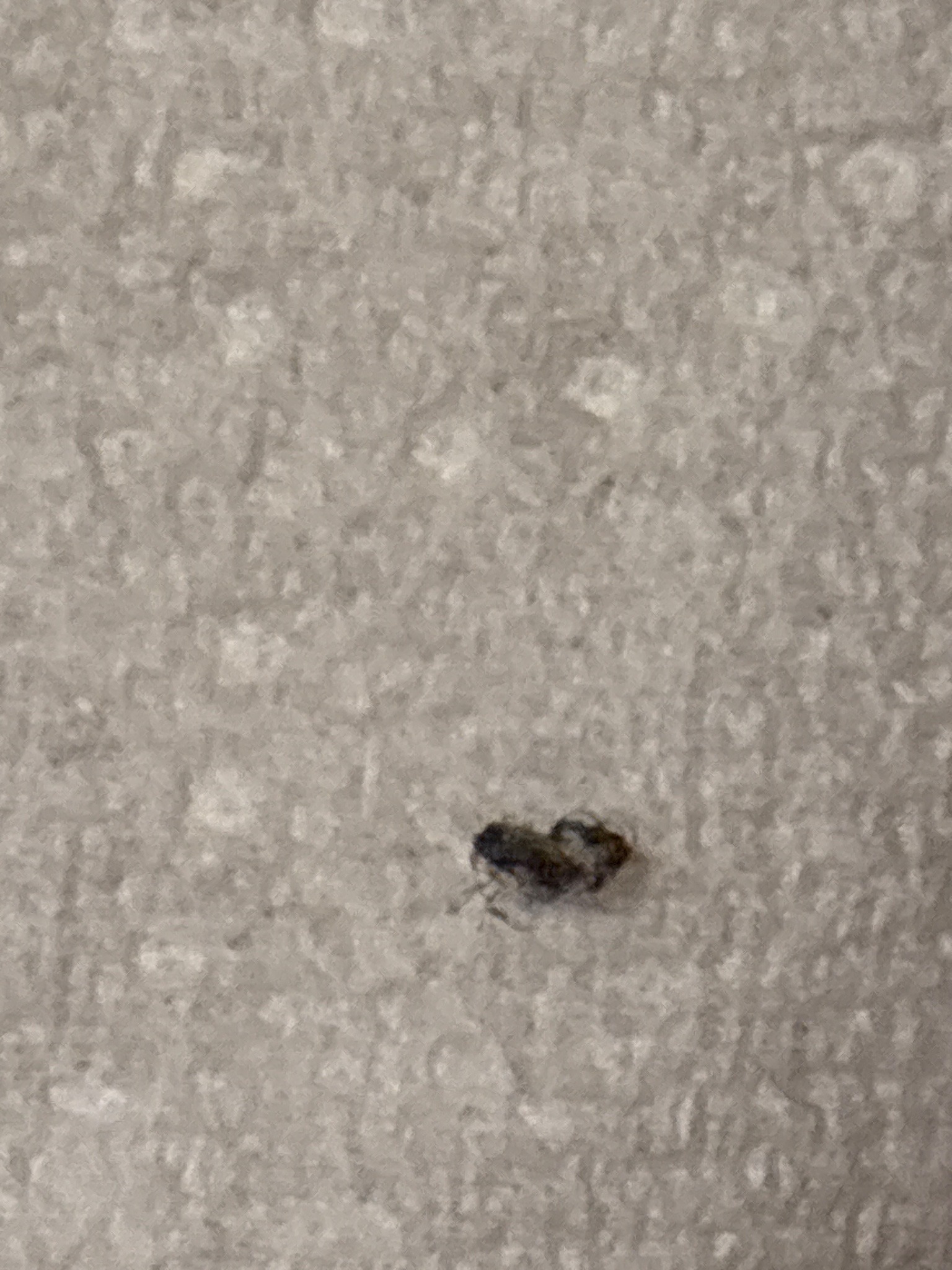 Common Carpet Beetle (larva)
